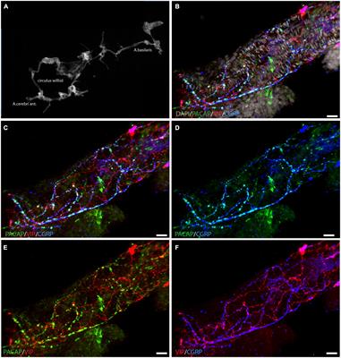 Localization of the neuropeptides pituitary adenylate cyclase-activating polypeptide, vasoactive intestinal peptide, and their receptors in the basal brain blood vessels and trigeminal ganglion of the mouse CNS; an immunohistochemical study